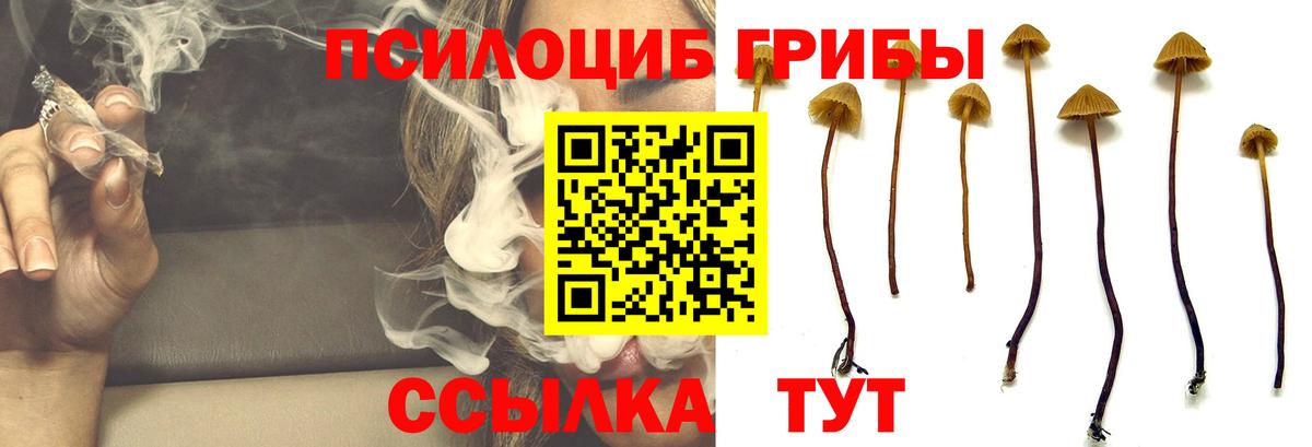 Псилоцибиновые грибы прущие грибы Тара